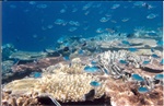 North Direction Dive near Lizard Island Australia